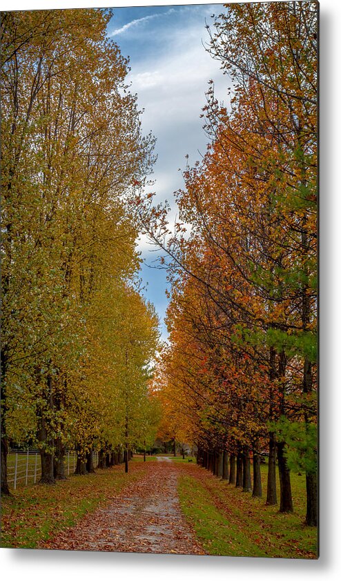 Path Metal Print featuring the photograph Tree Lines Path in Fall by Ron Pate