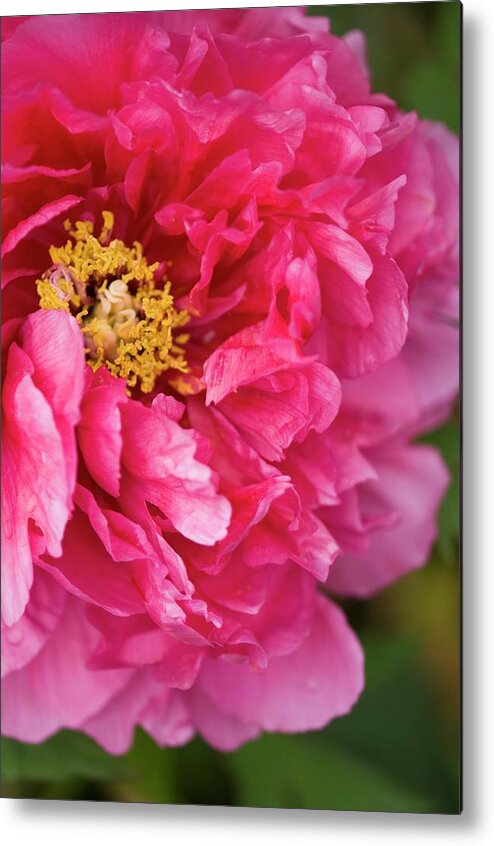 May Metal Print featuring the photograph Tree Peony (paeonia Suffruticosa) Flower by Maria Mosolova/science Photo Library