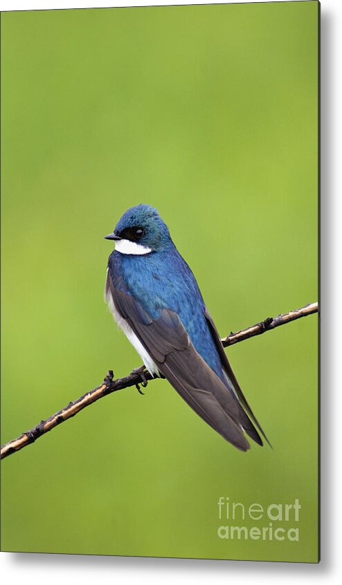 Tree Metal Print featuring the photograph Tree Swallow II - D009009 by Daniel Dempster