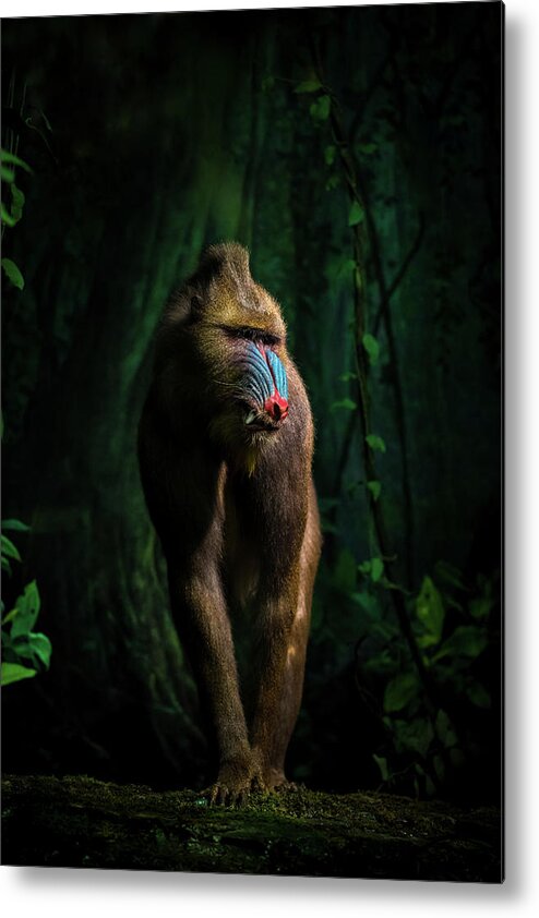 Monkey Metal Print featuring the photograph Trees And Beasts! by Isma Yunta