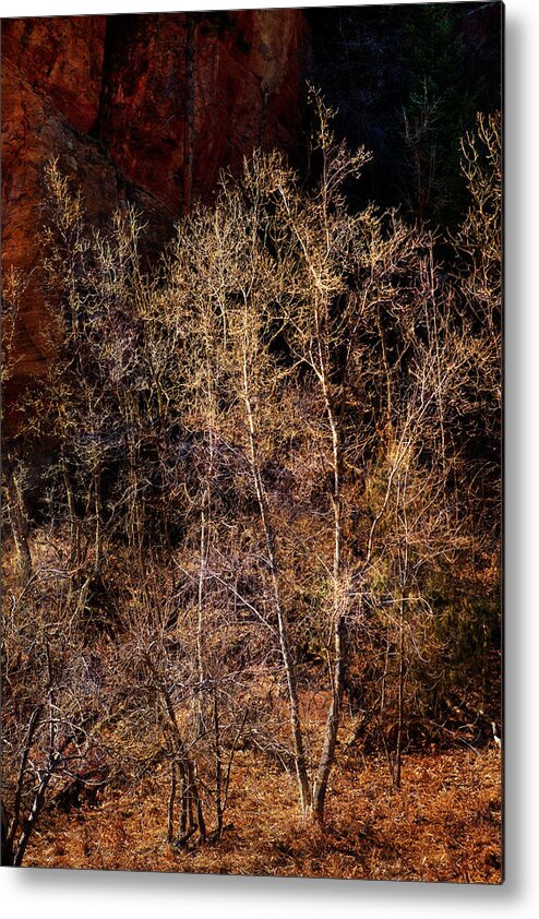 Trees Metal Print featuring the photograph Trees West Fork Trail by Bob Coates