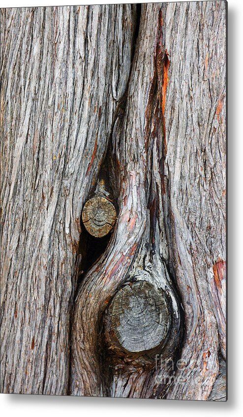 Abstract Metal Print featuring the photograph Trunk Knot by Carlos Caetano