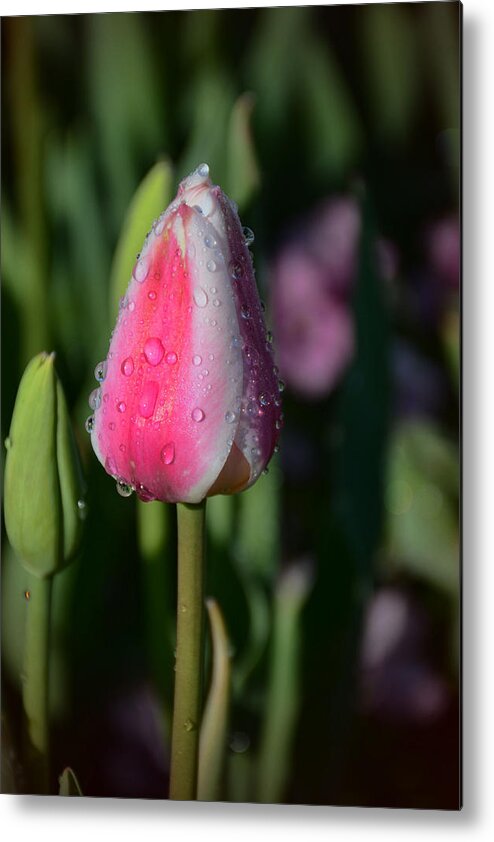 Tulip Metal Print featuring the photograph Tulip Bud with Water by Jeanne May