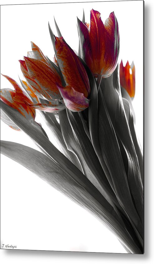 Tulips Metal Print featuring the photograph Tulip Color Block by Joseph Hedaya