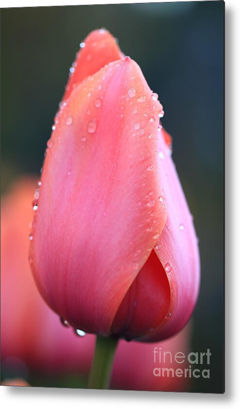  Websites: Jeanette-french.artistwebsites.com And Jeanette-french.pixels.com. Metal Print featuring the photograph Tulip Darling by Jeanette French