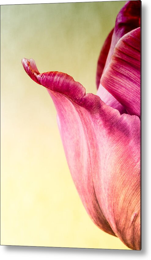 Tulips Metal Print featuring the photograph Tulip Petal by Georgette Grossman