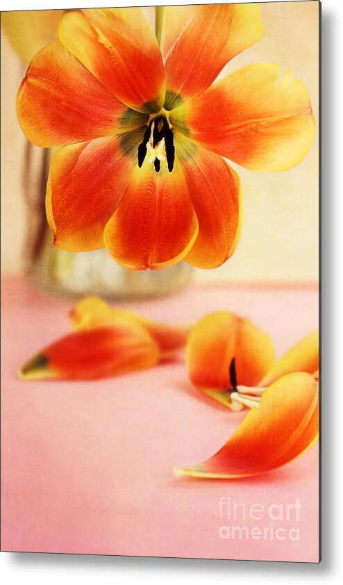 Tulip;tulips;center;blossom;blossoms Metal Print featuring the photograph Tulip Petals by Stephanie Frey