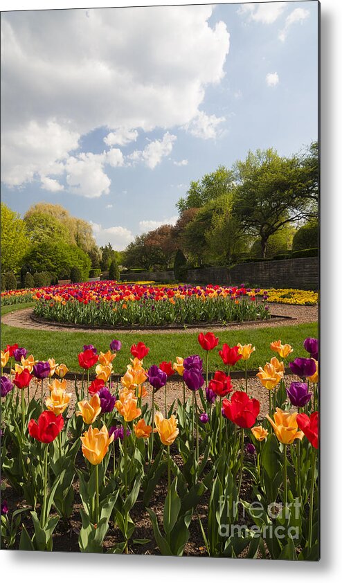 Cantigny Metal Print featuring the photograph Tulip Time by Patty Colabuono