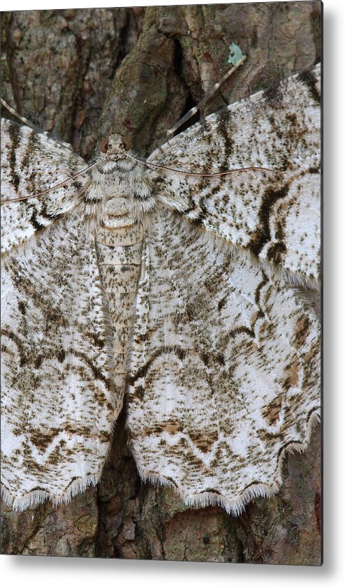 Tulip-tree Beauty Moth Metal Print featuring the photograph Tulip-tree Beauty Moth by Daniel Reed