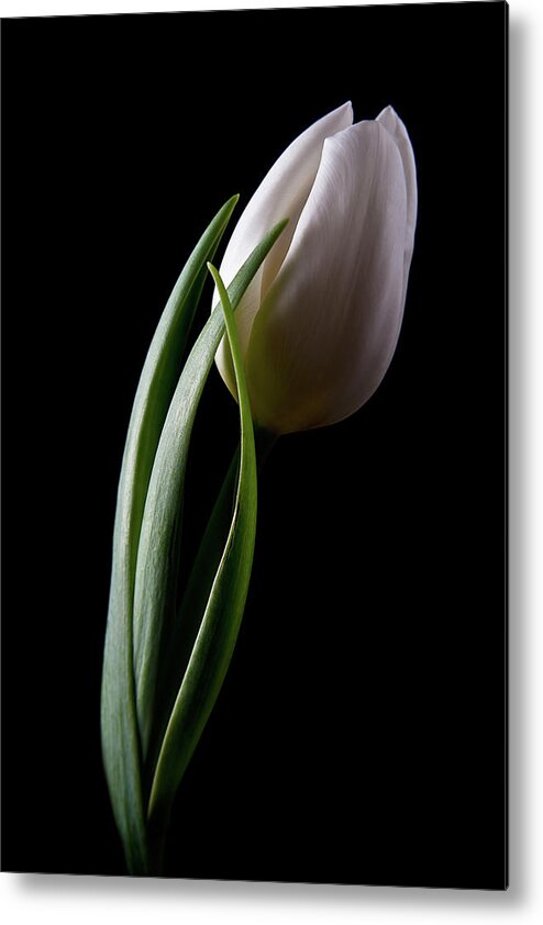Flower Metal Print featuring the photograph Tulips III by Tom Mc Nemar