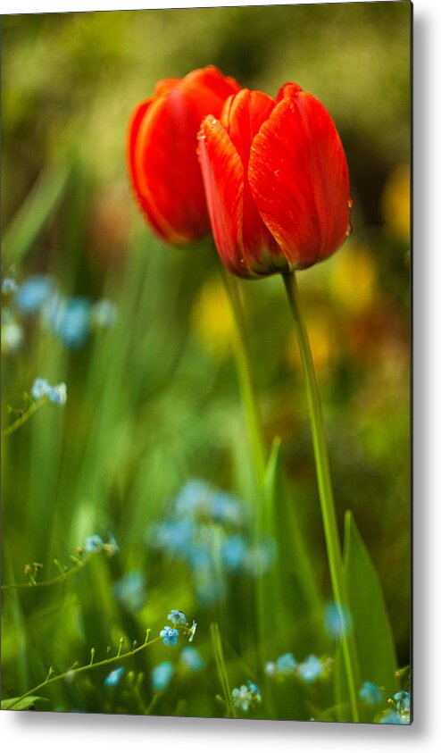 Flowers Metal Print featuring the photograph Tulips in garden by Davorin Mance