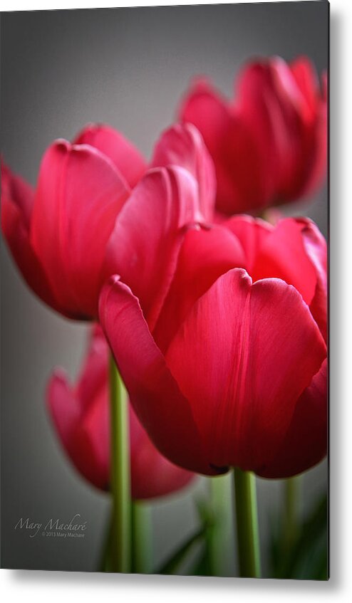 Pink Tulips Metal Print featuring the photograph Tulips in the Morning Light by Mary Machare