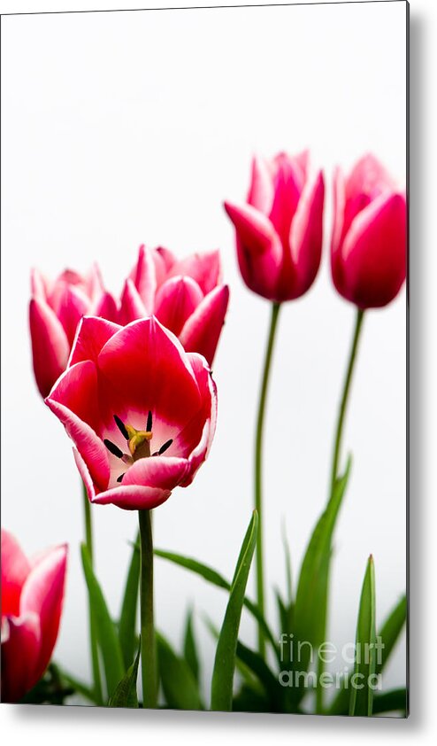  Metal Print featuring the photograph Tulips Say Hello by Michael Arend