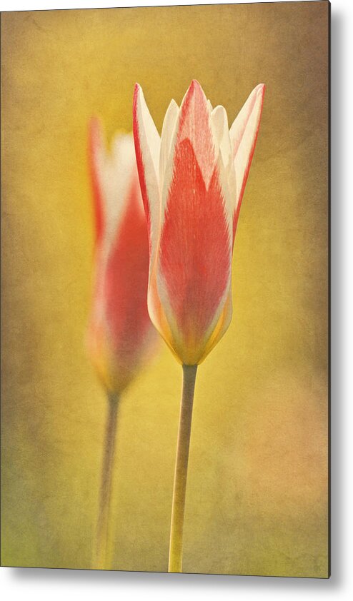 Tinka Tulips Metal Print featuring the photograph Tulips Together by Theo O'Connor