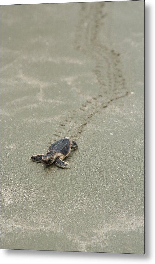 Turtle Metal Print featuring the photograph Turtle Tracks by Patricia Schaefer