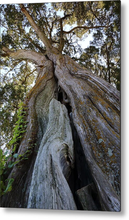 Tree Metal Print featuring the photograph Twisted by Jimmy McDonald