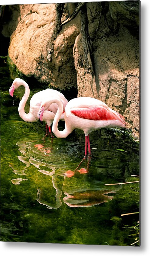 Phoenicopterus Metal Print featuring the photograph Two flamingos by Goyo Ambrosio