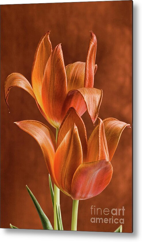 Flower Metal Print featuring the photograph Two orange red Tulips entwined by Linda Matlow
