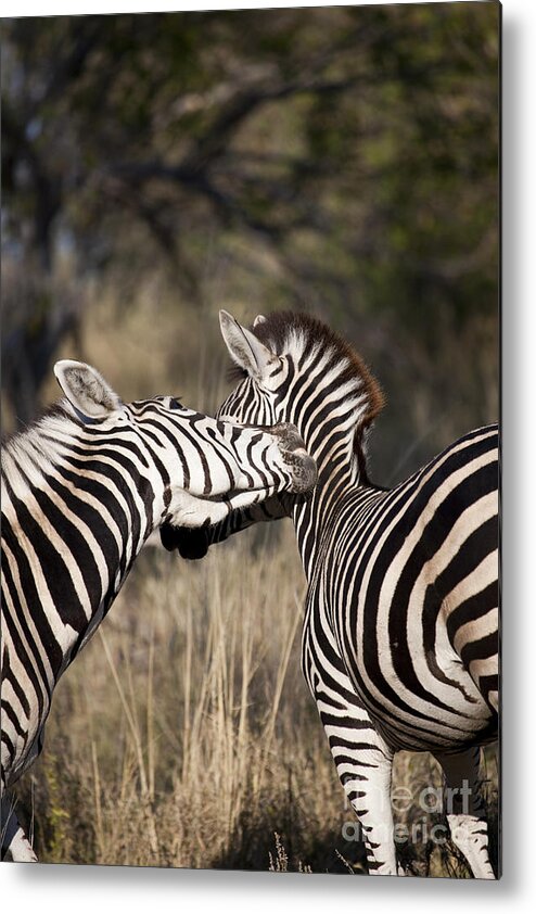 Burchell's Zebra Metal Print featuring the photograph Two Plains Zebra Botswana by Liz Leyden