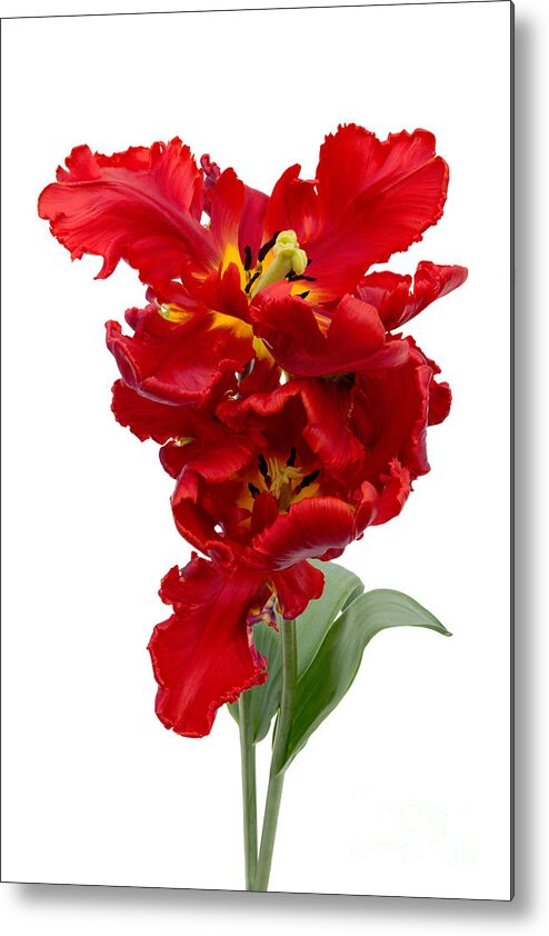 Ann Garrett Metal Print featuring the photograph Two Red Parrot Tulips by Ann Garrett