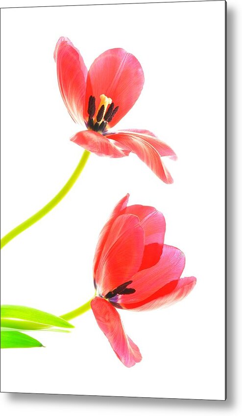 Flower Metal Print featuring the photograph Two Red Transparent Flowers by Phyllis Meinke