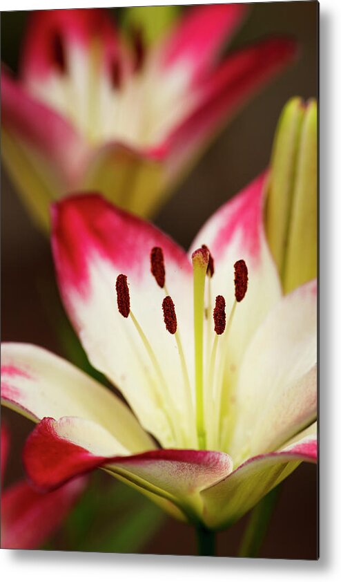 Danita Delimont Metal Print featuring the photograph USA, Oregon, Keizer, Cultivated Day Lily by Rick A Brown