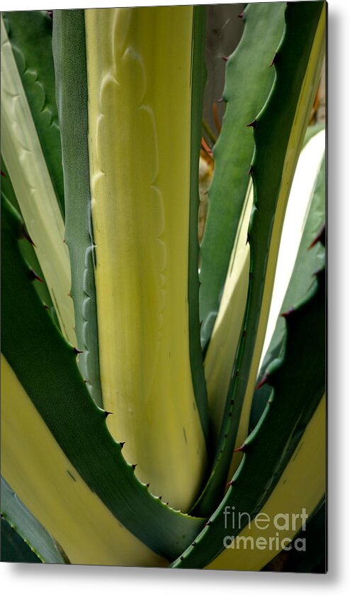 Agave Metal Print featuring the photograph Variegated Agave by Jacqueline Athmann