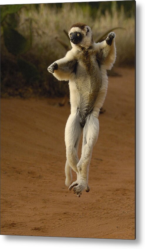 Feb0514 Metal Print featuring the photograph Verreauxs Sifaka Hopping Berenty by Pete Oxford