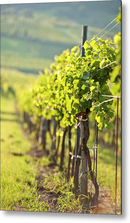 Grass Metal Print featuring the photograph Vines In A Row by Millionhope