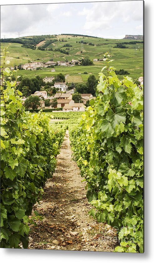 Vineyard Metal Print featuring the photograph Vineyard with view on Burgundy village by Patricia Hofmeester