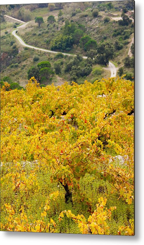 Photography Metal Print featuring the photograph Vineyards, Collioure, Vermillion Coast by Panoramic Images