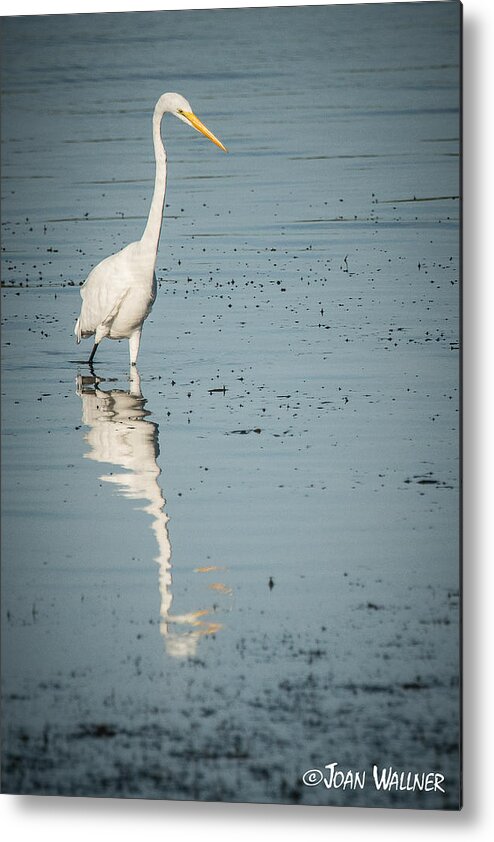 Englewood Metal Print featuring the photograph Wading for Fish by Joan Wallner