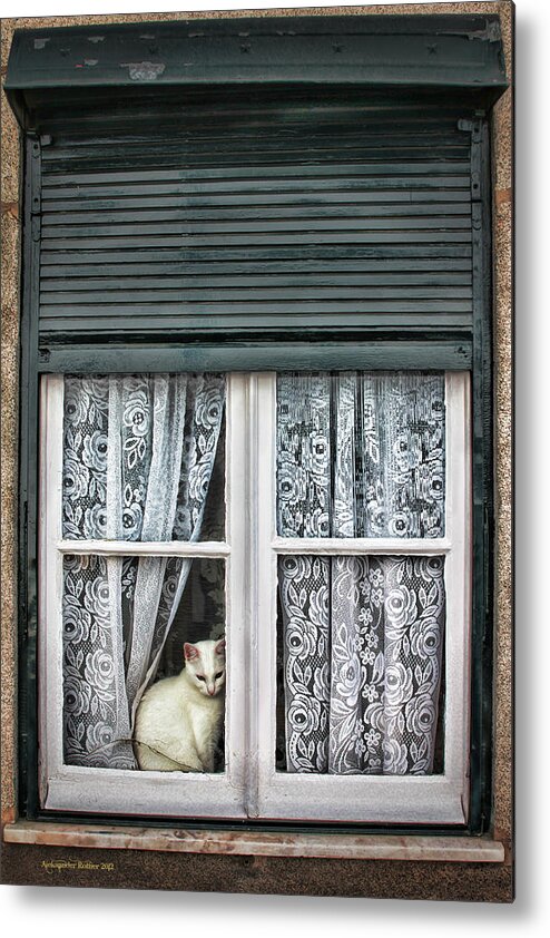 White Cat Metal Print featuring the photograph Waiting for feline Romeo by Aleksander Rotner