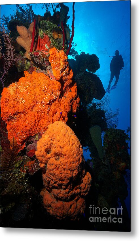 Sponges Metal Print featuring the photograph Wall Dive by Aaron Whittemore