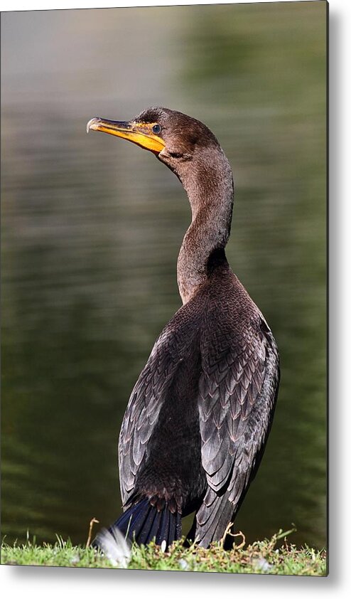 Cormorant Metal Print featuring the photograph Wary Cormorant by Mike Farslow