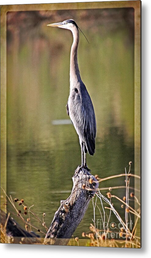 Birds Metal Print featuring the photograph Watchful Heron by Bob Hislop