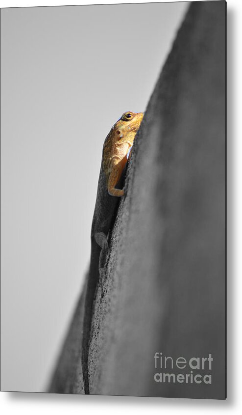 Lizard Metal Print featuring the photograph Watching You by Laura Forde