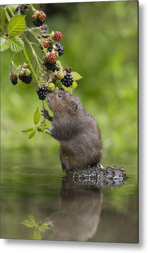Nis Metal Print featuring the photograph Water Vole Eating Blackberries Kent Uk by Penny Dixie
