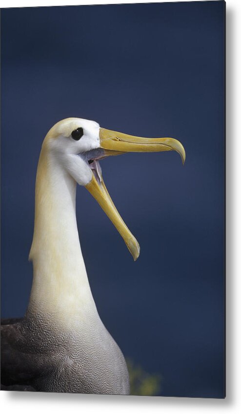 Feb0514 Metal Print featuring the photograph Waved Albatross Courtship Display by Tui De Roy