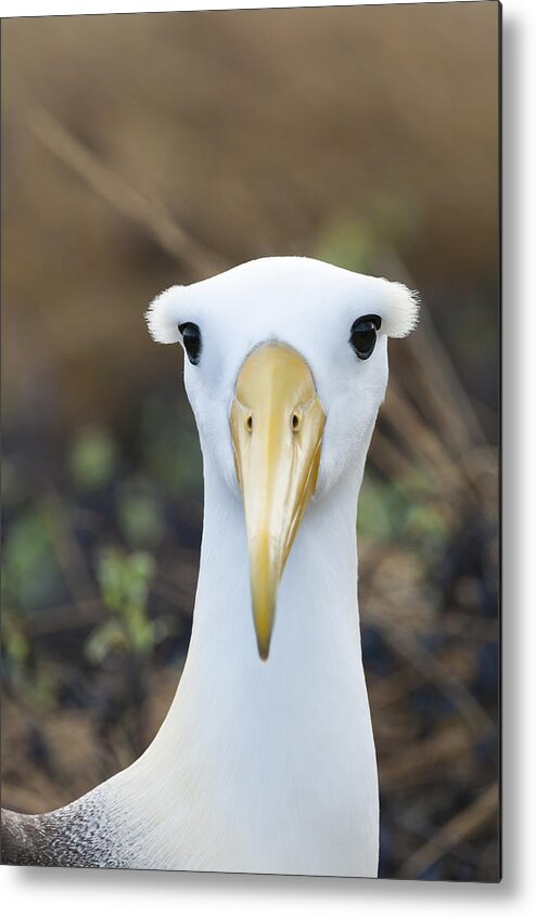 531759 Metal Print featuring the photograph Waved Albatross Espanola Isl Galapagos by Tui De Roy