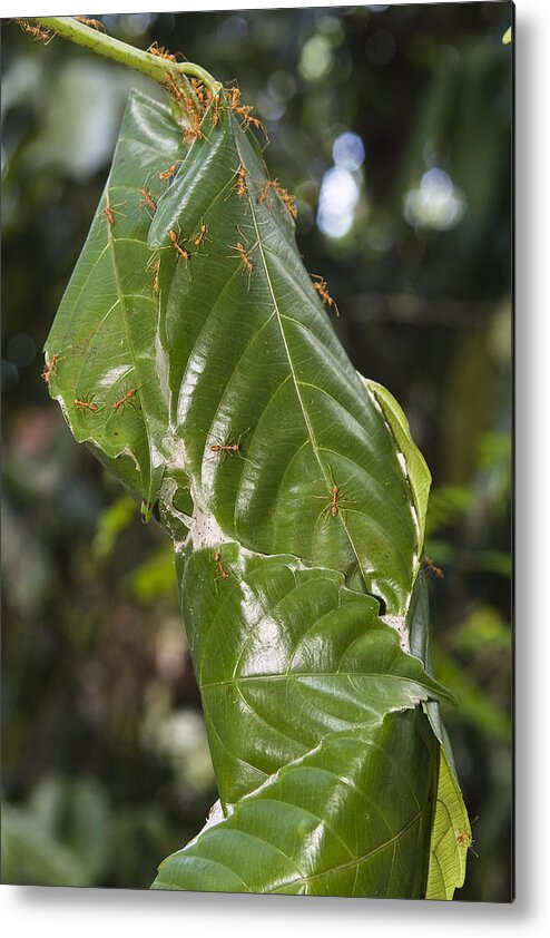 Feb0514 Metal Print featuring the photograph Weaver Ant Nest In Rainforest India by Konrad Wothe