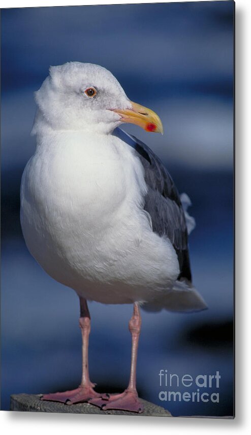 Vertical Metal Print featuring the photograph Western Gull Larus Occidentalis by Gregory G. Dimijian