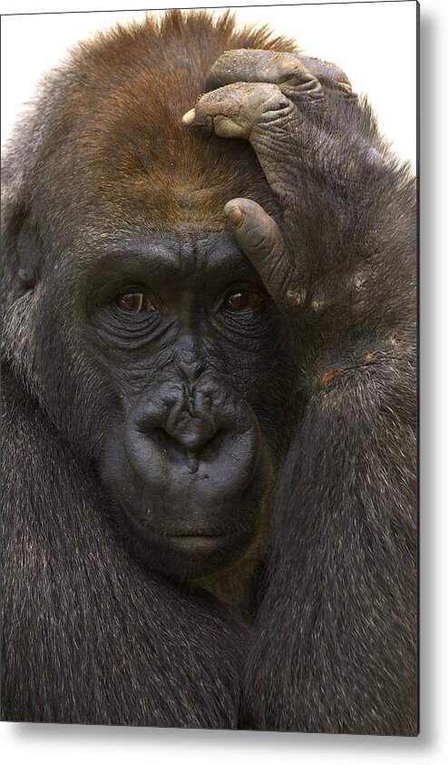 Feb0514 Metal Print featuring the photograph Western Lowland Gorilla With Hand by San Diego Zoo
