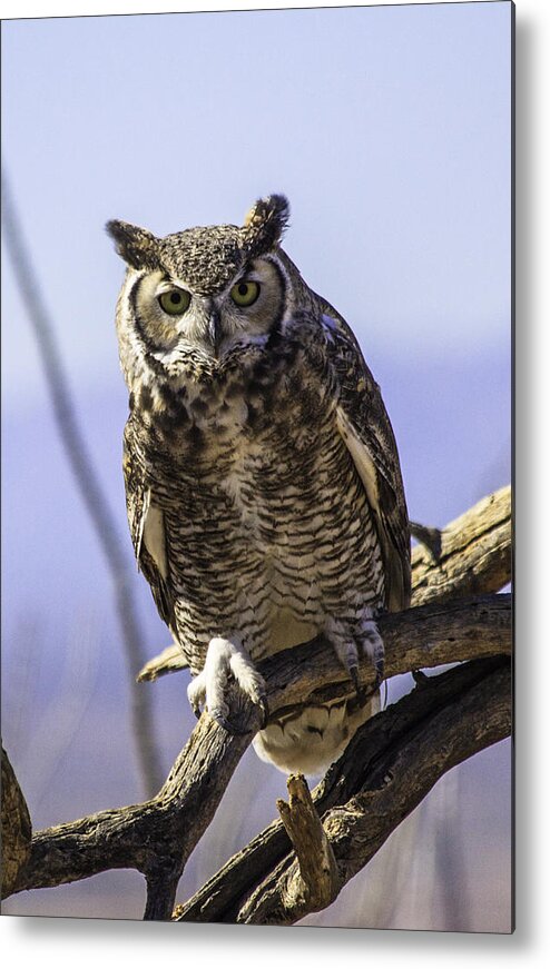 Great Horned Owl Metal Print featuring the photograph What by Mike Stephens