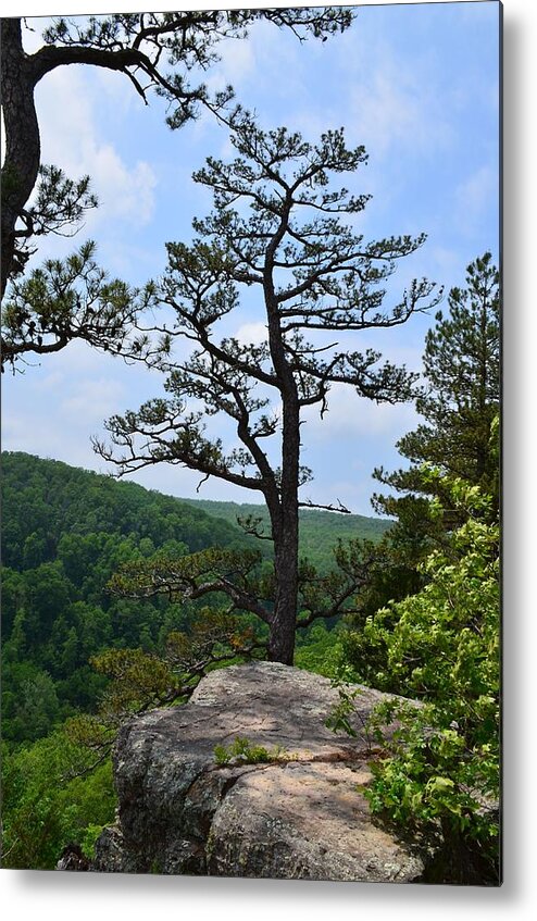 Whitaker Point Metal Print featuring the photograph Whitaker Point Trail by Laureen Murtha Menzl