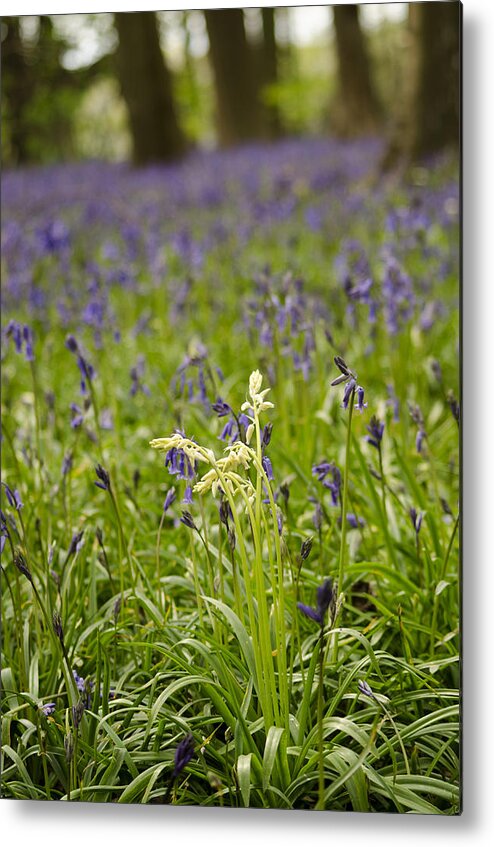 Forest Metal Print featuring the photograph White amongst the Blue by Spikey Mouse Photography