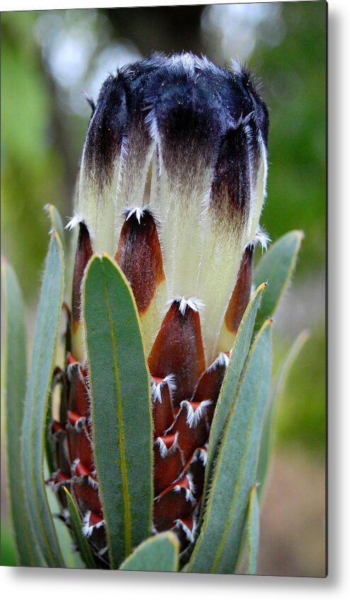 Kula Botanical Gardens Metal Print featuring the photograph White and Brown Protea by Amy Fose