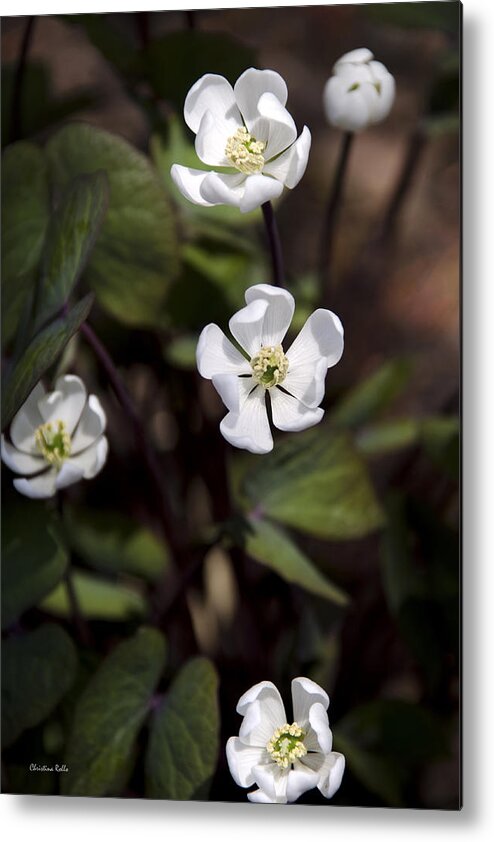 Flower Metal Print featuring the photograph White Anemone Flowers by Christina Rollo