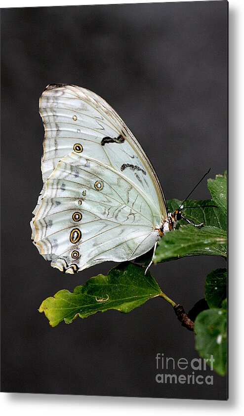 Butterfly Metal Print featuring the photograph White Butterfly by Jeremy Hayden