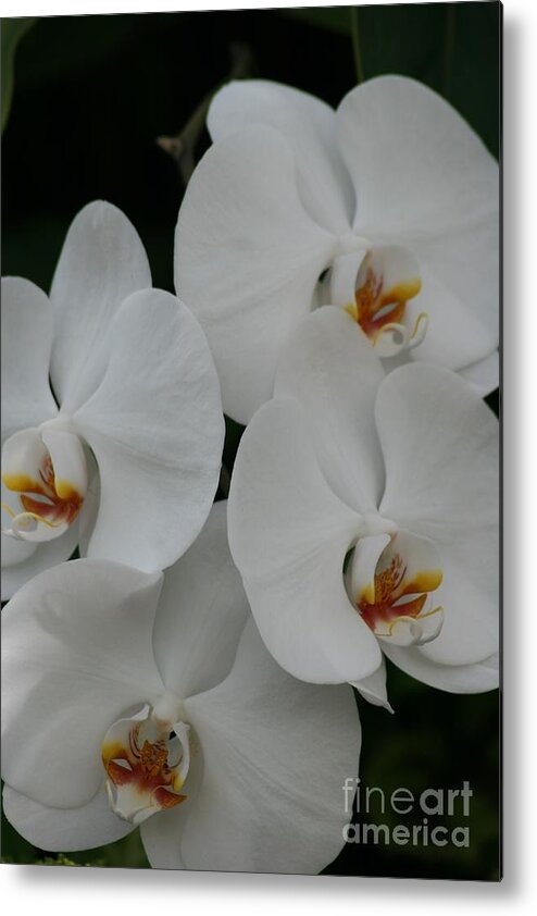 Floral; Floral Images; Photos For Sale; Fine Art America; Mary Lou Chmura; Wall Art; Wall Art Ideas; Images Of Hawaiian Tropical Flowers; Tropical Flowers'; White Orchids; Pictures Of Orchids; Home Floral Decor Images; Macro Floral Images Metal Print featuring the photograph White Elegance by Mary Lou Chmura